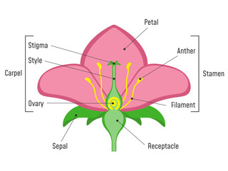Flower Parts Diagram. - obrazy, fototapety, plakaty