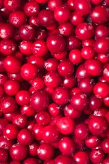 Vaccinium vitis-idaea