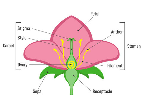 Flower Diagram Images Browse 10 356