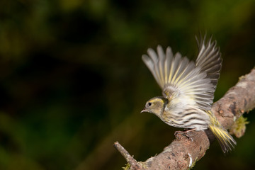 Siskin Flight