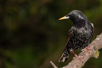 Starling