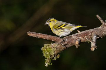 Siskin
