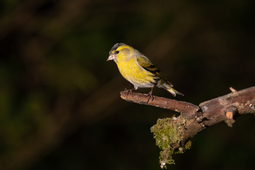 Siskin