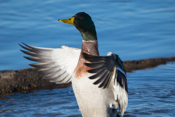 Mallard Drying