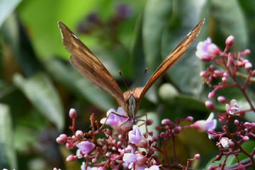 bodied butterflies and brown wings