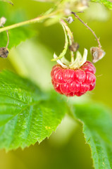 Rubus idaeus