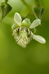 Rubus idaeus