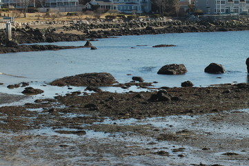 Seaside Gloucester Wonson Cove - Ocean Low Tide