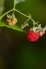 Rubus idaeus