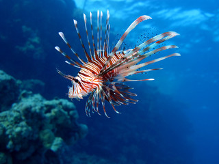 Amazing underwater world - Red Sea, Egypt.