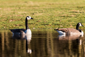 Kanadagänse baden in einem Teich