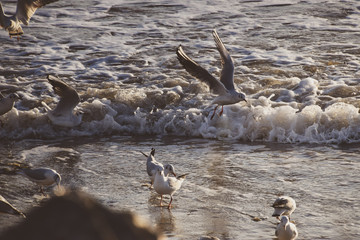 Flock of seagulls