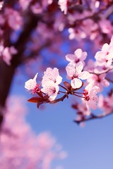 FLORES DE ALMENDRO Y ÁRBOL