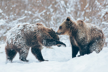 Bear cubs