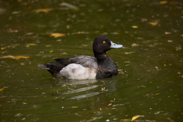 Greater scaup (Aythya marila).