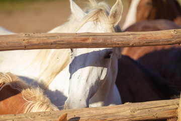 Horses in the stable and in the pen in the sun