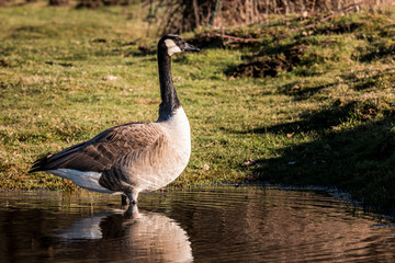 Kanadagänse auf einer Weide ein Köln