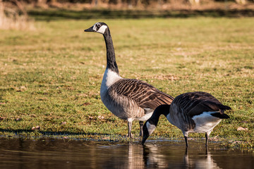 Kanadagänse auf einer Weide ein Köln