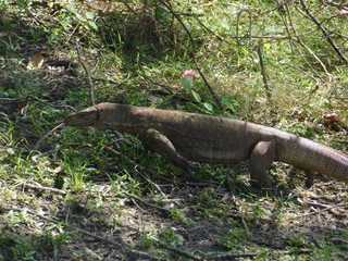 lizard on the tree