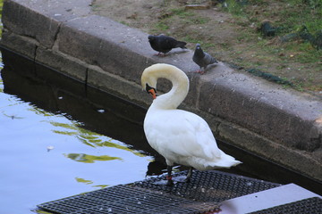 The white Swan in the city pond neck bent cleans his feathers on his chest