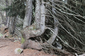 Arbre à plusieurs troncs