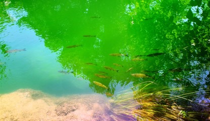 Sunny Croatia fish river in summer Krka tourist resort