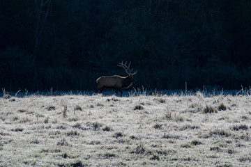 Frosty Elk