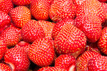 Fragaria
