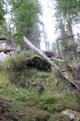 Fototapeta premium Arbre mort tombé