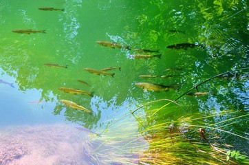 Sunny Croatia fish river in summer Krka tourist resort