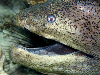Amazing underwater world - Red Sea, Egypt.