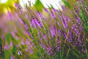 Fototapeta premium field of purple flowers