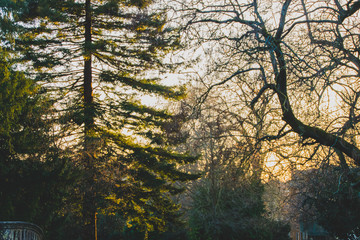 Sun in the forest