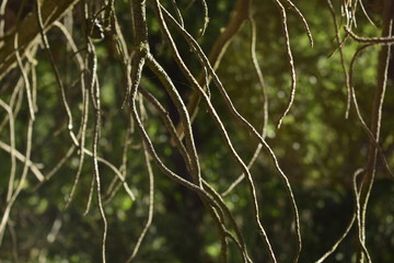 en primer plano se ven ramas de un árbol y el fondo fuera de foco
