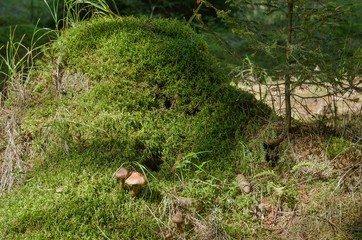 Mushrooms and spruce pine in the grass.