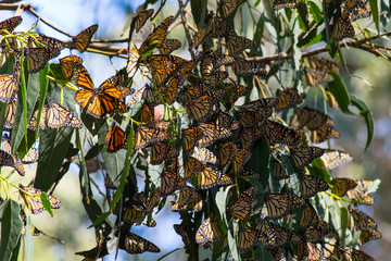 Monarch Migration