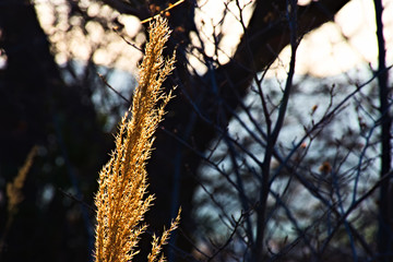 illuminated vegetation at sunset, hills