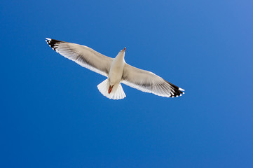Möwe