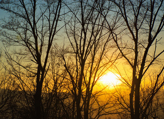illuminated vegetation at sunset, hills
