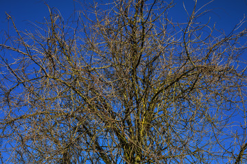 Baumkrone kahl Äste Winter kein Laub blauer Himmel
