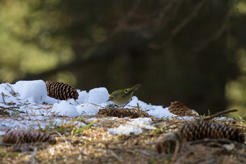 uccellino sula neve