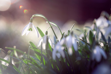 snowdrop flower in spring time, macro, close up