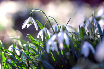 shiner violet flower in spring time, macro, close up