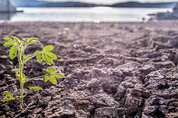 small plant growing in infertile soil