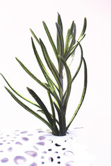 rosemary branch decorated in a white vase
