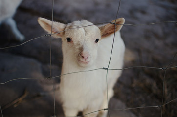 Obraz premium Lamb