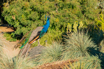 Peacock standing in the forest