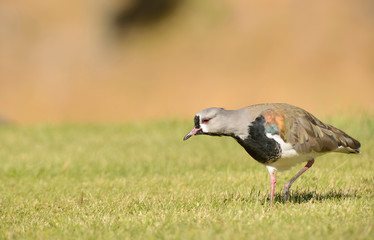 Southern Lapwing on the Grass. Tero. 