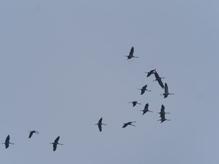 Kraniche beim Vogelzug
