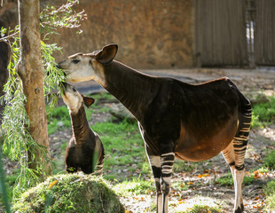 okapi